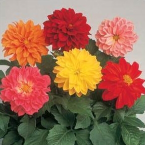 Dahlia Seeds - Mixed